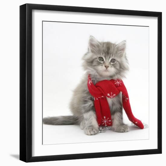 Maine Coon Kitten Wearing a Christmas Scarf-Mark Taylor-Framed Photographic Print