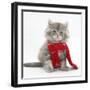 Maine Coon Kitten Wearing a Christmas Scarf-Mark Taylor-Framed Photographic Print