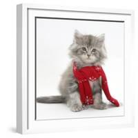 Maine Coon Kitten Wearing a Christmas Scarf-Mark Taylor-Framed Photographic Print