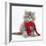 Maine Coon Kitten Wearing a Christmas Scarf-Mark Taylor-Framed Photographic Print