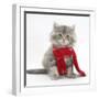 Maine Coon Kitten Wearing a Christmas Scarf-Mark Taylor-Framed Photographic Print