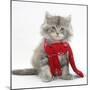 Maine Coon Kitten Wearing a Christmas Scarf-Mark Taylor-Mounted Photographic Print