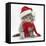 Maine Coon Kitten Wearing a Father Christmas Hat and Scarf-Mark Taylor-Framed Stretched Canvas