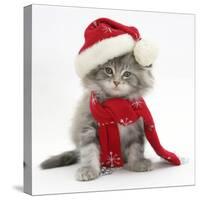 Maine Coon Kitten Wearing a Father Christmas Hat and Scarf-Mark Taylor-Stretched Canvas