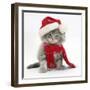 Maine Coon Kitten Wearing a Father Christmas Hat and Scarf-Mark Taylor-Framed Photographic Print