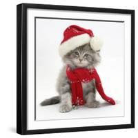 Maine Coon Kitten Wearing a Father Christmas Hat and Scarf-Mark Taylor-Framed Photographic Print