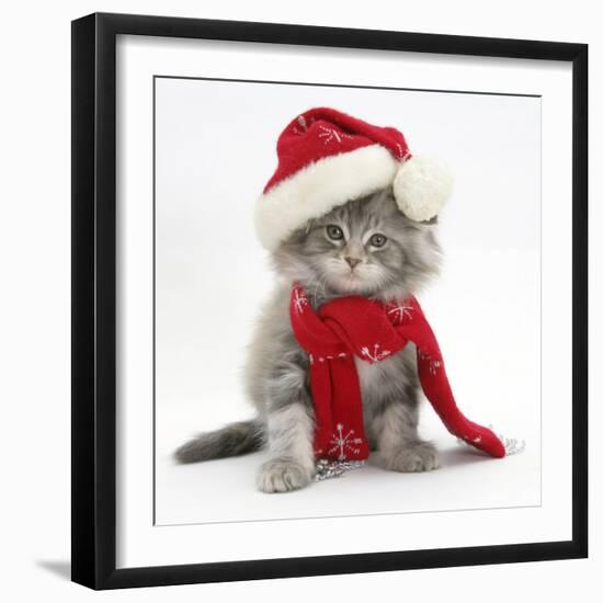 Maine Coon Kitten Wearing a Father Christmas Hat and Scarf-Mark Taylor-Framed Photographic Print