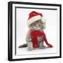Maine Coon Kitten Wearing a Father Christmas Hat and Scarf-Mark Taylor-Framed Photographic Print