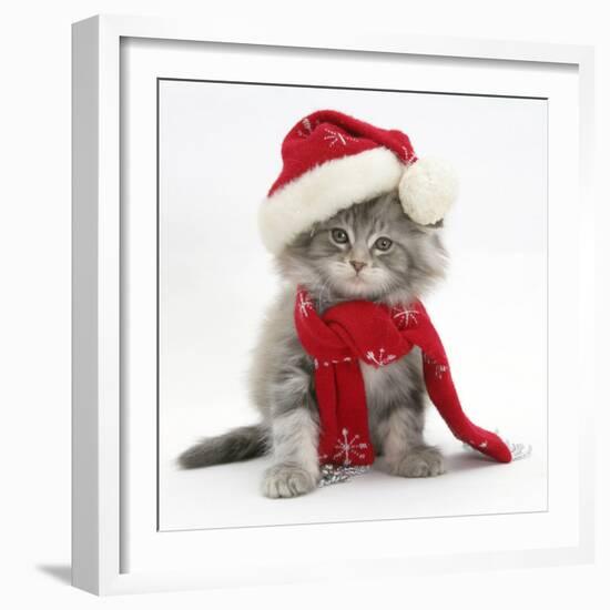 Maine Coon Kitten Wearing a Father Christmas Hat and Scarf-Mark Taylor-Framed Photographic Print