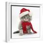 Maine Coon Kitten Wearing a Father Christmas Hat and Scarf-Mark Taylor-Framed Photographic Print