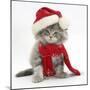 Maine Coon Kitten Wearing a Father Christmas Hat and Scarf-Mark Taylor-Mounted Photographic Print