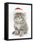 Maine Coon Kitten Wearing a Father Christmas Hat-Mark Taylor-Framed Stretched Canvas
