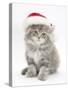 Maine Coon Kitten Wearing a Father Christmas Hat-Mark Taylor-Stretched Canvas