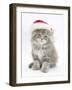 Maine Coon Kitten Wearing a Father Christmas Hat-Mark Taylor-Framed Photographic Print