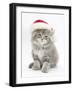 Maine Coon Kitten Wearing a Father Christmas Hat-Mark Taylor-Framed Photographic Print