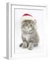 Maine Coon Kitten Wearing a Father Christmas Hat-Mark Taylor-Framed Photographic Print