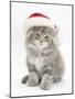 Maine Coon Kitten Wearing a Father Christmas Hat-Mark Taylor-Mounted Photographic Print