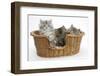 Maine Coon Kittens, 8 Weeks, in a Basket-Mark Taylor-Framed Photographic Print