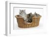Maine Coon Kittens, 8 Weeks, in a Basket-Mark Taylor-Framed Photographic Print