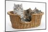 Maine Coon Kittens, 8 Weeks, in a Basket-Mark Taylor-Mounted Photographic Print