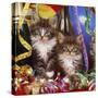 Maine Coon Kittens in Party Setting-null-Stretched Canvas