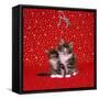Maine Coon Kittens under Mistletoe-null-Framed Stretched Canvas