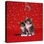 Maine Coon Kittens under Mistletoe-null-Stretched Canvas