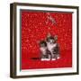 Maine Coon Kittens under Mistletoe-null-Framed Photographic Print