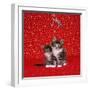 Maine Coon Kittens under Mistletoe-null-Framed Photographic Print