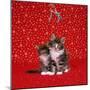 Maine Coon Kittens under Mistletoe-null-Mounted Photographic Print