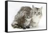 Maine Coon Mother Cat, Bambi, and Her Tabby Kitten, Goliath-Mark Taylor-Framed Stretched Canvas