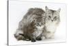 Maine Coon Mother Cat, Bambi, and Her Tabby Kitten, Goliath-Mark Taylor-Stretched Canvas