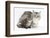 Maine Coon Mother Cat, Bambi, and Her Tabby Kitten, Goliath-Mark Taylor-Framed Photographic Print