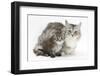 Maine Coon Mother Cat, Bambi, and Her Tabby Kitten, Goliath-Mark Taylor-Framed Photographic Print