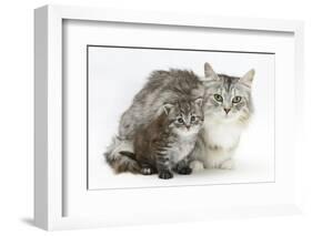 Maine Coon Mother Cat, Bambi, and Her Tabby Kitten, Goliath-Mark Taylor-Framed Photographic Print