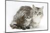 Maine Coon Mother Cat, Bambi, and Her Tabby Kitten, Goliath-Mark Taylor-Mounted Photographic Print