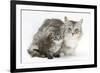 Maine Coon Mother Cat, Bambi, and Her Tabby Kitten, Goliath-Mark Taylor-Framed Photographic Print