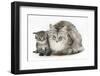 Maine Coon Mother Cat, Bambi, and Her Tabby Kitten, Goliath-Mark Taylor-Framed Photographic Print