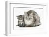 Maine Coon Mother Cat, Bambi, and Her Tabby Kitten, Goliath-Mark Taylor-Framed Photographic Print