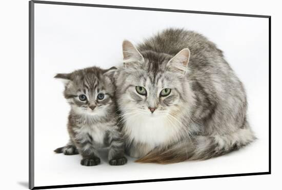 Maine Coon Mother Cat, Bambi, and Her Tabby Kitten, Goliath-Mark Taylor-Mounted Photographic Print