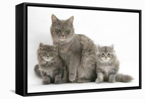 Maine Coon Mother Cat, Serafin, and Two 7-Week- Kittens-Mark Taylor-Framed Stretched Canvas