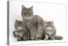 Maine Coon Mother Cat, Serafin, and Two 7-Week- Kittens-Mark Taylor-Stretched Canvas