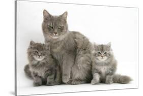 Maine Coon Mother Cat, Serafin, and Two 7-Week- Kittens-Mark Taylor-Stretched Canvas