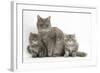 Maine Coon Mother Cat, Serafin, and Two 7-Week- Kittens-Mark Taylor-Framed Photographic Print