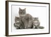 Maine Coon Mother Cat, Serafin, and Two 7-Week- Kittens-Mark Taylor-Framed Photographic Print