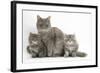 Maine Coon Mother Cat, Serafin, and Two 7-Week- Kittens-Mark Taylor-Framed Photographic Print