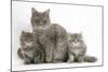 Maine Coon Mother Cat, Serafin, and Two 7-Week- Kittens-Mark Taylor-Mounted Photographic Print