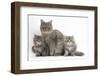 Maine Coon Mother Cat, Serafin, and Two 7-Week- Kittens-Mark Taylor-Framed Photographic Print