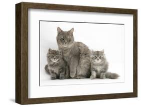 Maine Coon Mother Cat, Serafin, and Two 7-Week- Kittens-Mark Taylor-Framed Photographic Print