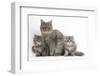 Maine Coon Mother Cat, Serafin, and Two 7-Week- Kittens-Mark Taylor-Framed Photographic Print